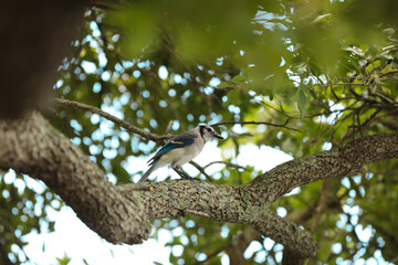 blue jay in a tree