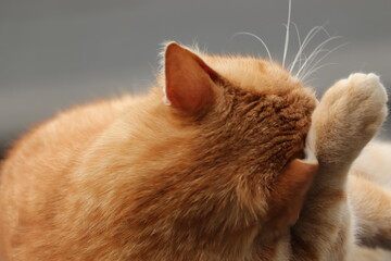 rudy  kot  i  jego  poranna  toaleta - obrazy, fototapety, plakaty