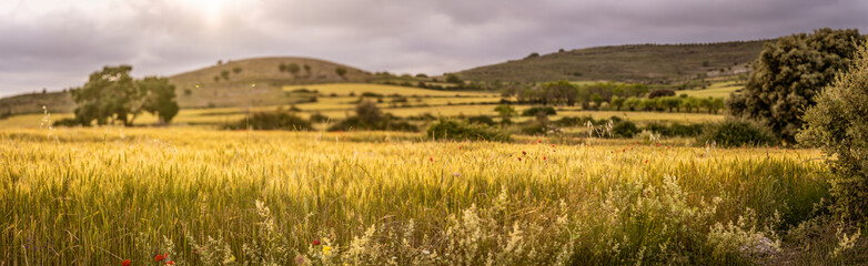 Fototapeta premium wheat and poppy fields at the golden sunset of spring