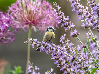 Blue Tit