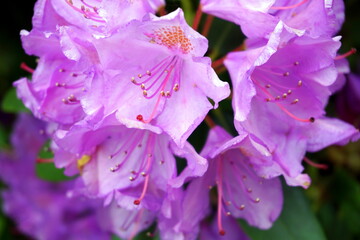 rhododendron violet macro stam