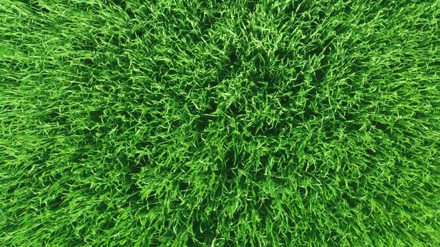 Aerial top down view of fresh green grass in meadow. Corn plants field, daylight, agricultural industry. Natural texture background, young wheat sprouts waving in wind. Harvest organic cultivate