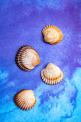Summer vacation on sea concept with sea shells and blue background copy space