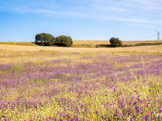 Natural landscape of a blanket of purple flowers surrounded by dry yellow grass and a recently mowed area