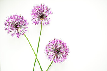 Flower arrangement. Frame of lilac flowers on a white background. Flat lay, top view, copy space.