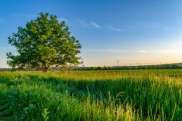 landscape with a tree