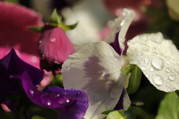 kolorowe  kwiaty  w  ogrodzie  po  deszczu