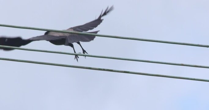 Hooded crow bird launches into flight from electricty line wires slow motion