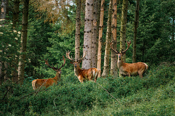 Drei Hirsche auf einer Waldlichtung mit Blick zur Kamera