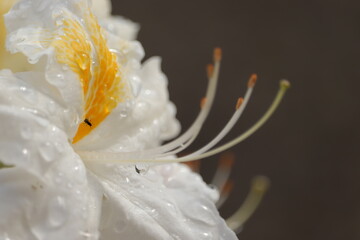 białe  kwiaty  w  ogrodzie  po  deszczu