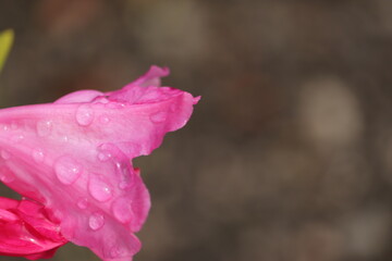 różowe  kwiaty  w  ogrodzie  po  deszczu © Mirosaw