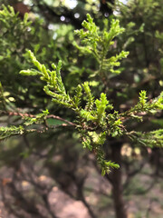 Small green leaves blooming on tree branches