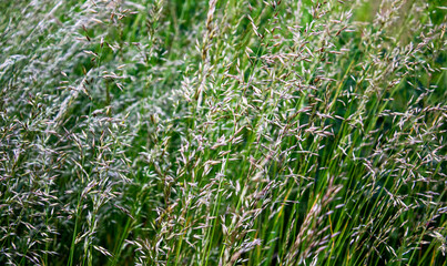Flower of white Sweet grass Hierochloe odorata for good background idea.