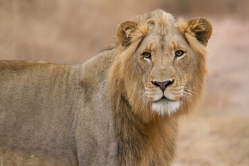 Naklejka na ściany i meble Young lion walking through the African savannah.