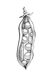 Оpen pea pod.Graphic black and white image of peas drawn in black marker. Trace