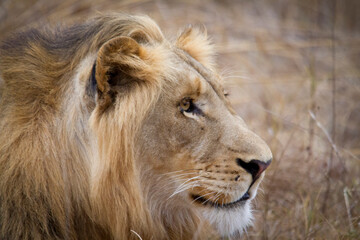 Plakat Close-up of the head of a young lion in Africa