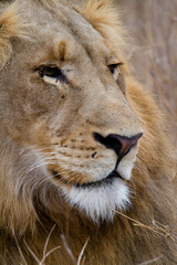 Close-up of the head of a young lion in Africa
