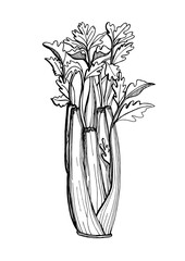 Celery. Graphic black and white image of celery, drawn in black marker. Trace