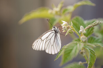 One pieris brassicae butterfly sits on the green branches of blooming raspberries. Macro photography of insects in the wild.