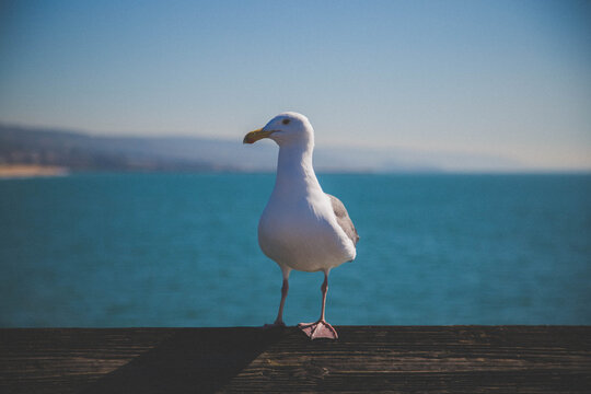 seagull on the beach in newport coast balboa island 