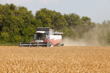 Fototapeta premium Combine harvester working in a very wide wheat field