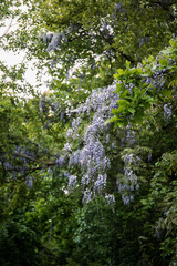 rośliny © kolorowekadry