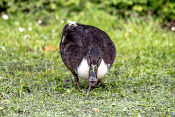 A bird eating a worm