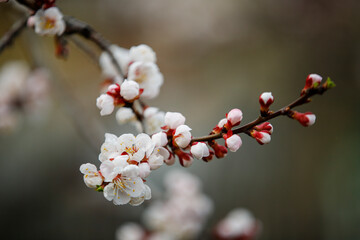 Spring apricot blossom, beautiful apricot blossom