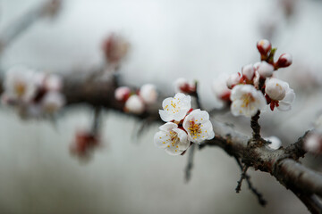 Spring apricot blossom, beautiful apricot blossom