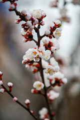 Spring apricot blossom, beautiful apricot blossom