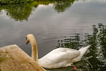 Mute swan (cygnus olor) swimming in the River Bure in the Norfolk village of Coltishall