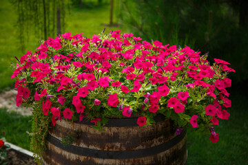 Fototapeta na wymiar Red flowers in a barrel
