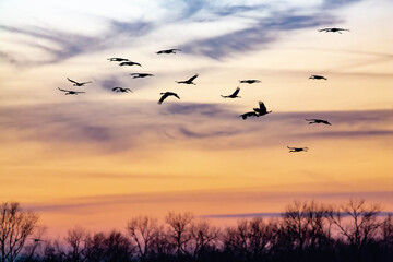 Fototapeta premium Sandhill cranes at sunset.