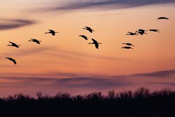 Plakat Sandhill cranes landing at sunset.