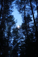 moon in the forest