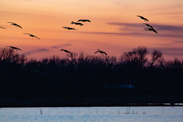 Sandhill cranes landing at sunset.