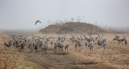 Fototapeta na wymiar Sandhill cranes gather in the mist.
