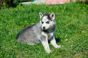 Siberian husky puppy on green grass