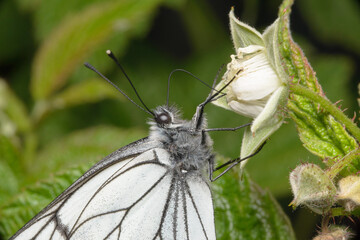 One pieris brassicae butterfly sits on the green branches of blooming raspberries. Macro photography of insects in the wild.