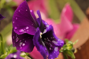 fioletowy  kwiat  w   wody  po  deszczu