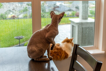 Two cats, a hairless Sphinx and a Maine Coon sit inside by a window as it rains outside