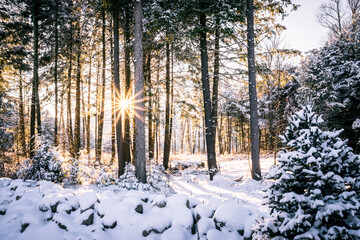 Sun rays coming through trees in snowy forest
