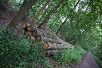 logging in the forest fire