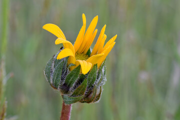 Balsamroot Flower Bud 01