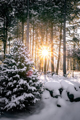 Sun rays coming through trees in snowy forest