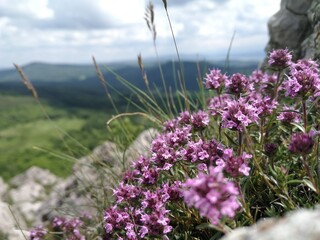Thyme herb on the rocks with mountain background