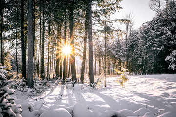 Sun rays coming through trees in snowy forest