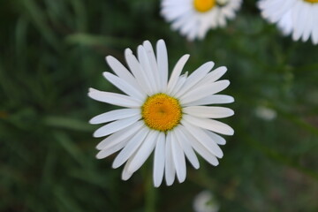 Fototapeta premium white daisy flower