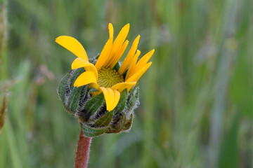 Balsamroot Flower Bud 02