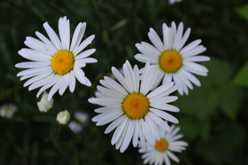 Obraz premium white daisies in a garden